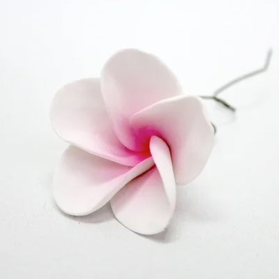 Frangipani - Pink